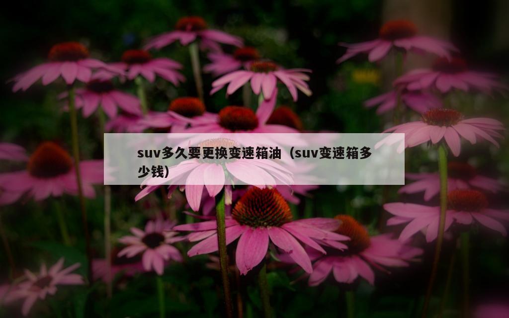 suv多久要更换变速箱油（suv变速箱多少钱）