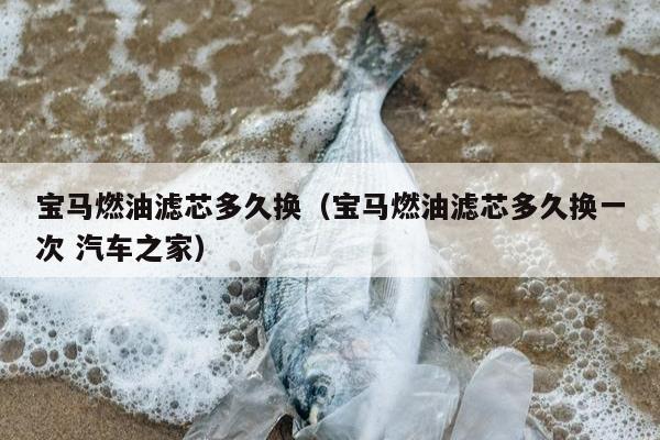 宝马燃油滤芯多久换（宝马燃油滤芯多久换一次 汽车之家）