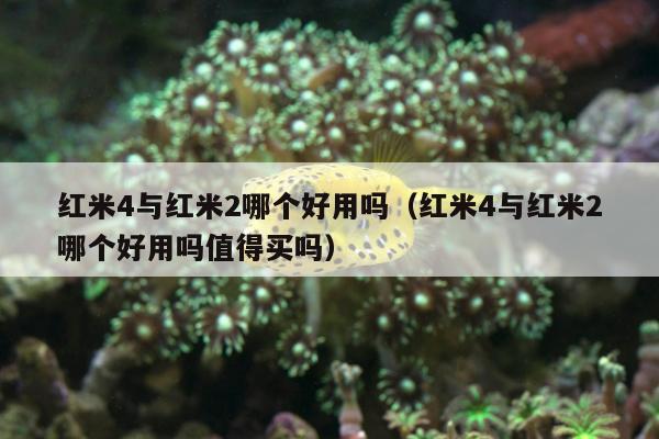 红米4与红米2哪个好用吗（红米4与红米2哪个好用吗值得买吗）