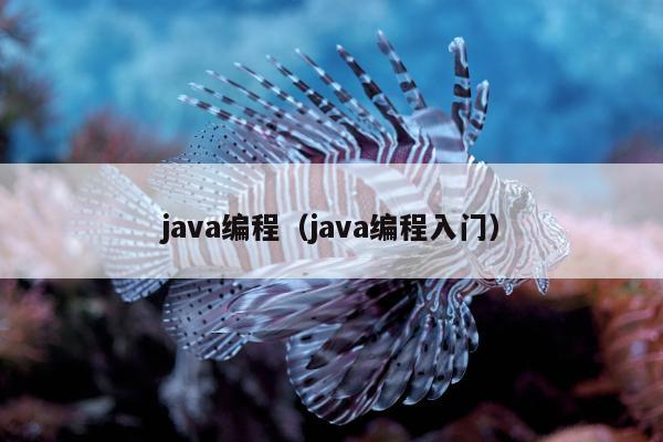 java编程（java编程入门）