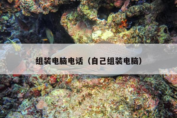 组装电脑电话（自己组装电脑）